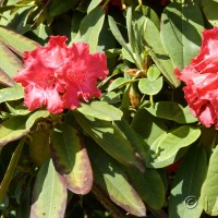 Rhododendron 'Britannia'